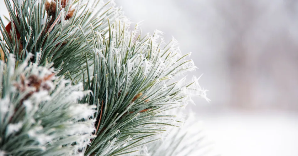 Pine Tree Removal Cost [New Info!]