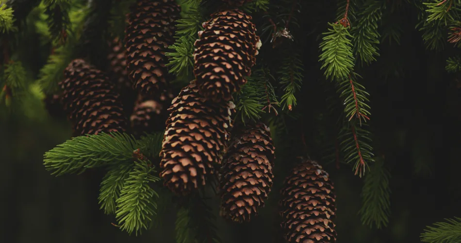 How To Grow Pine Tree From Cone [New Info!]