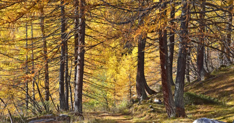 Why Are My Pine Trees Turning Brown [Explained!]