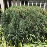 A Blue Point Chinese juniper planted beside a house