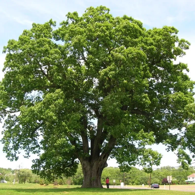 A broad white oak tree standing alone on a lawn