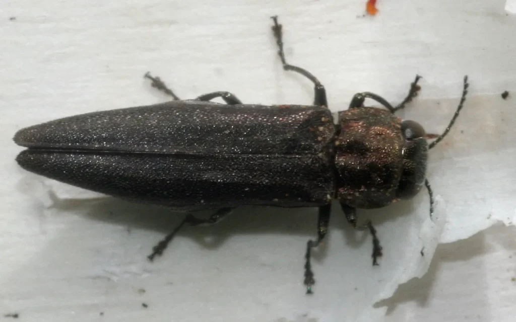 A bronze birch borer beetle on white birch bark