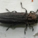 A bronze birch borer beetle on white birch bark