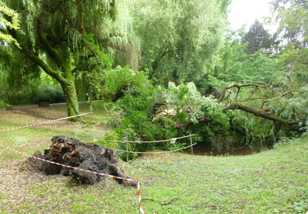 Why Is My Willow Tree Dying? A dead golden weeping willow partly cut down in a garden