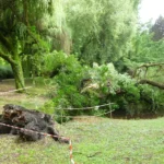A dead golden weeping willow partly cut down in a garden