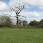A dead oak tree standing bare in a field