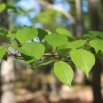 A flowering dogwood branch in summer leaf
