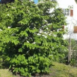 A flowering dogwood in bloom in a park