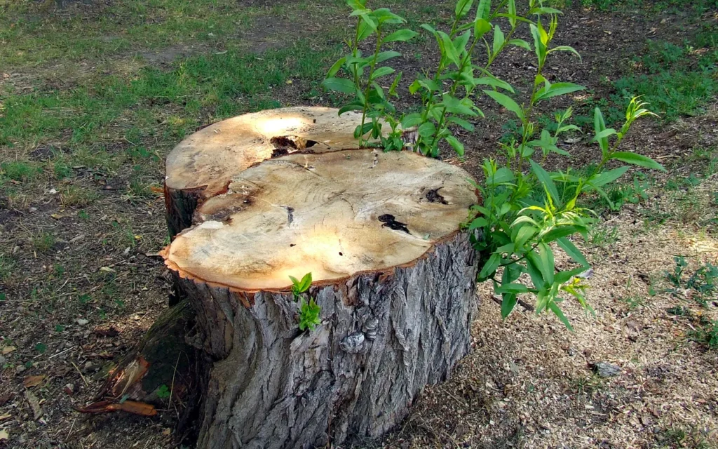 A freshly cut willow stump sending up new green shoots