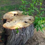 A freshly cut willow stump sending up new green shoots