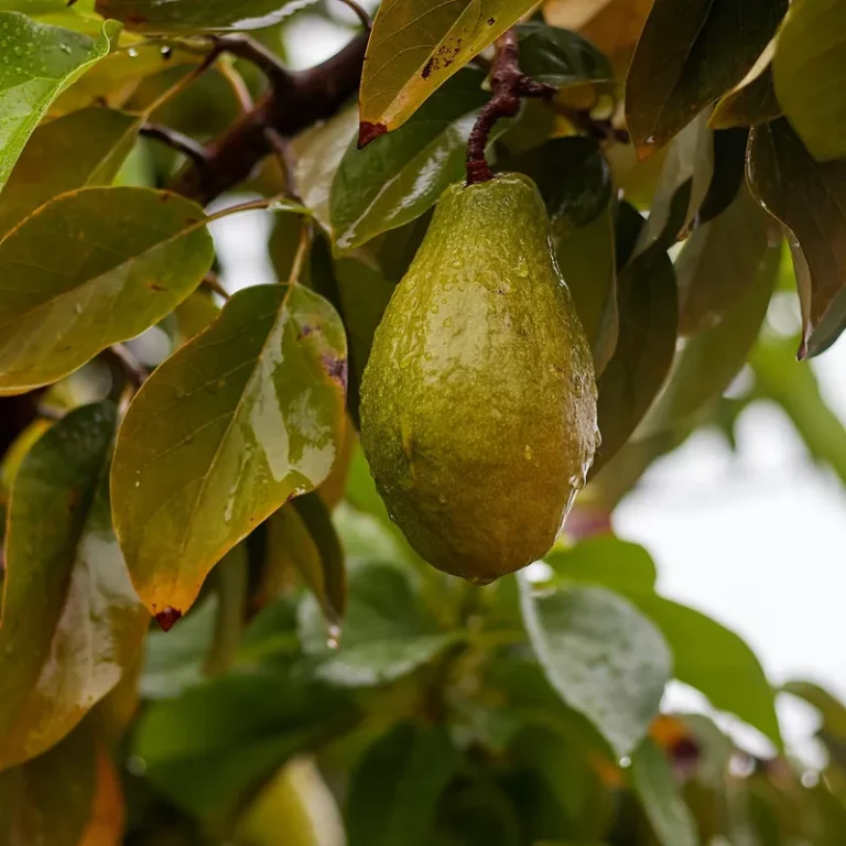 A green pear hanging among glossy pear leaves