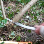 A hand cutting through a young branch with a pruning saw