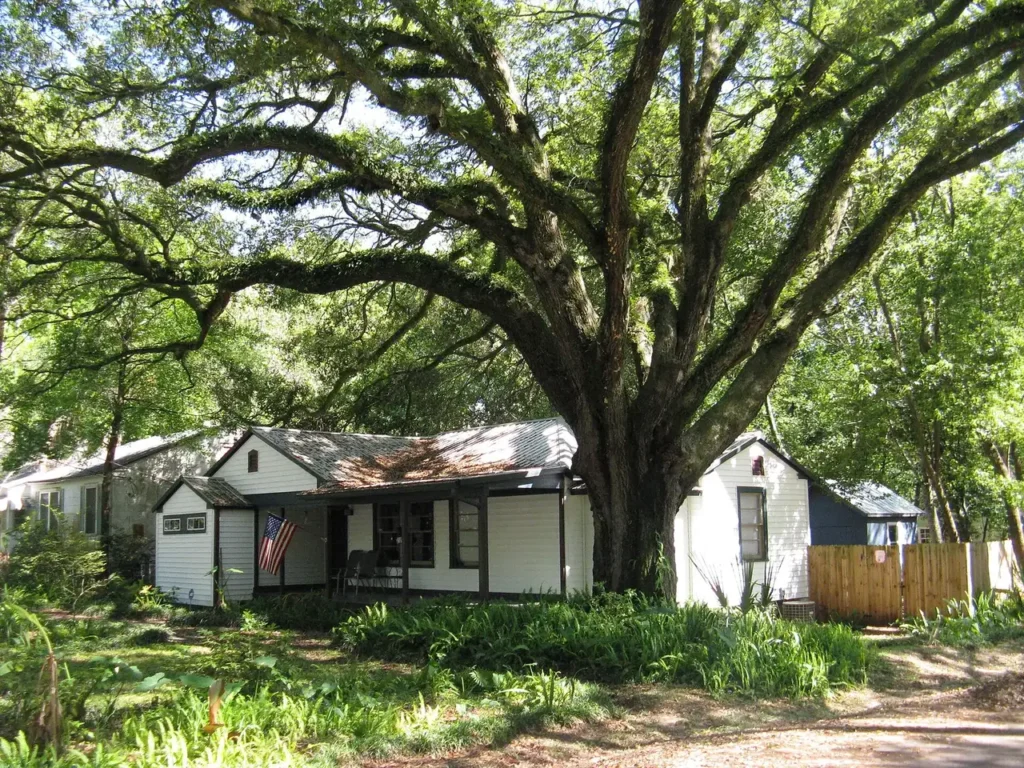 A large live oak shading the front of a house