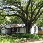 A large live oak shading the front of a house