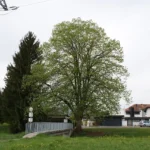 A large, mature little-leaved linden in full leaf