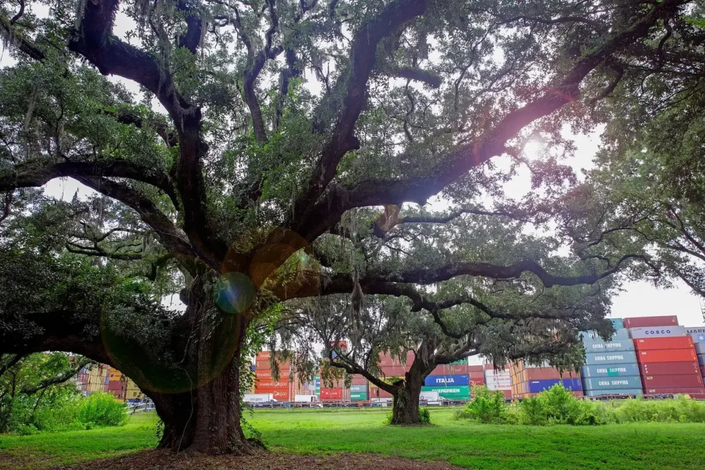 A large old live oak with wide, spreading limbs