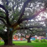 A large old live oak with wide, spreading limbs