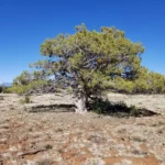 A large, old Rocky Mountain juniper in Arizona