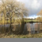 A large weeping willow beside a pond