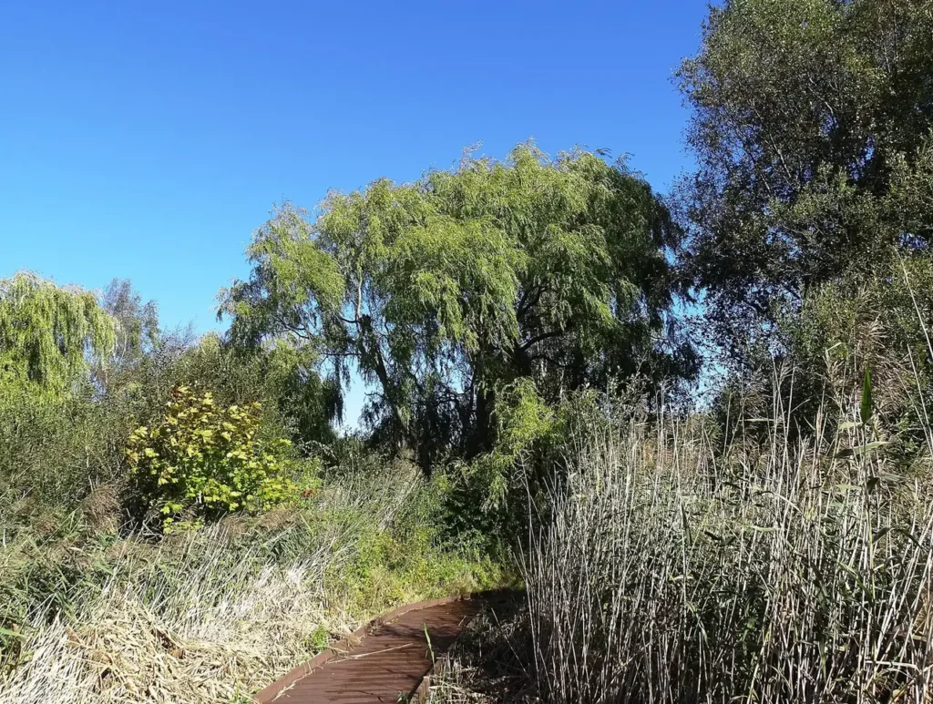A large willow tree growing beside a pond