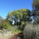 A large willow tree growing beside a pond