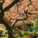 A mature Japanese maple with a broad, spreading crown