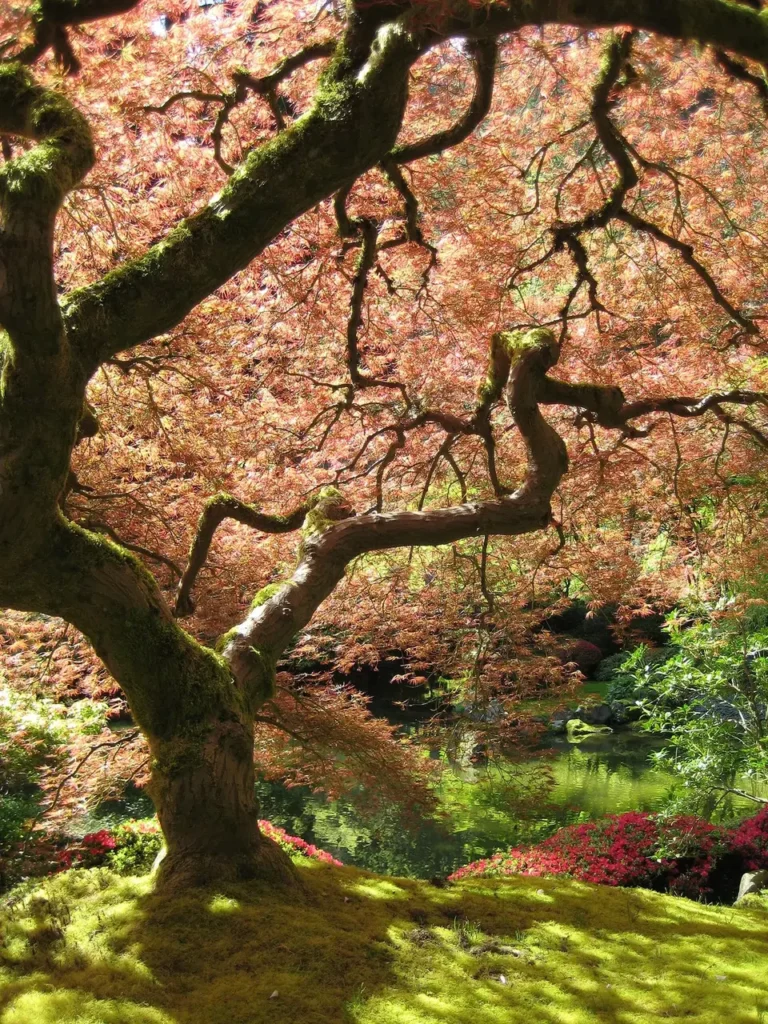 A mature Japanese maple with a broad, spreading crown