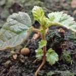 A one-year-old silver birch seedling