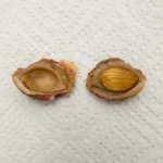 A peach pit split open to show the seed inside