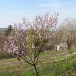 A peach tree in full pink bloom in spring