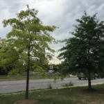 A pin oak sapling with yellow, chlorotic leaves next to a healthy green one