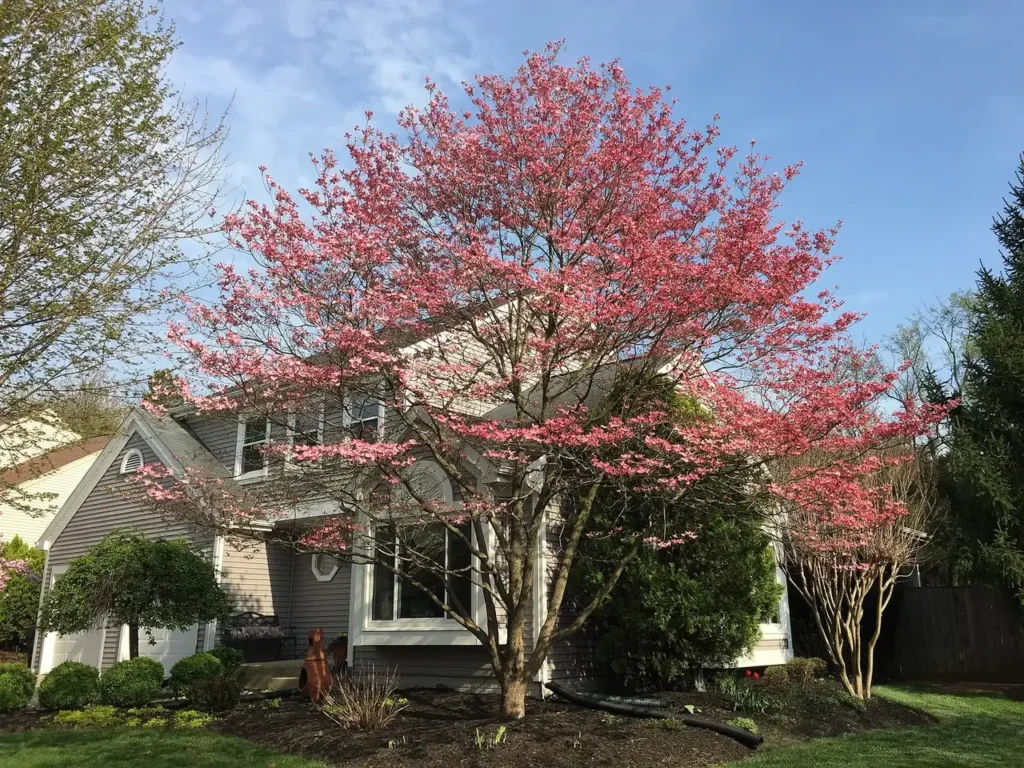 A pink flowering dogwood in full bloom beside a lane