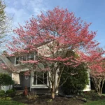 A pink flowering dogwood in full bloom beside a lane