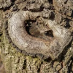 A pruning cut on a tree trunk that has healed over with a thick ring of new wood