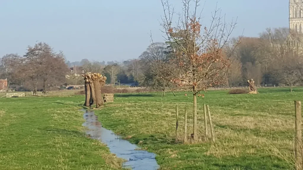 A recently pollarded willow with its branches cut back to the trunk