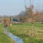 A recently pollarded willow with its branches cut back to the trunk