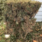 A recently sheared Chinese juniper beside a road