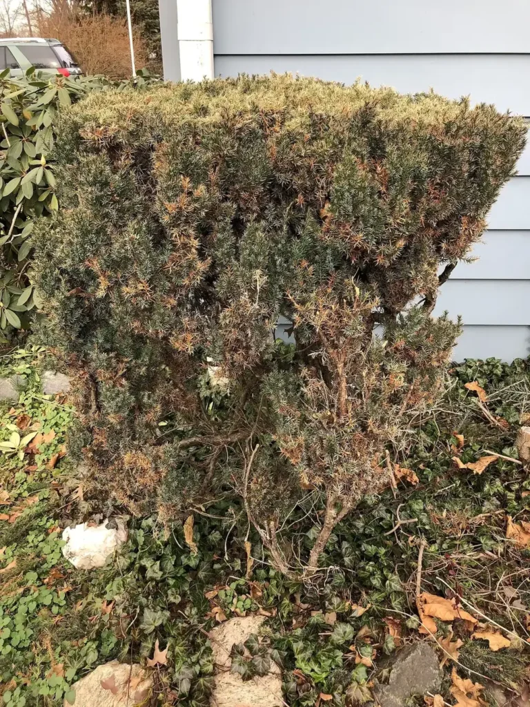 A recently sheared Chinese juniper beside a road
