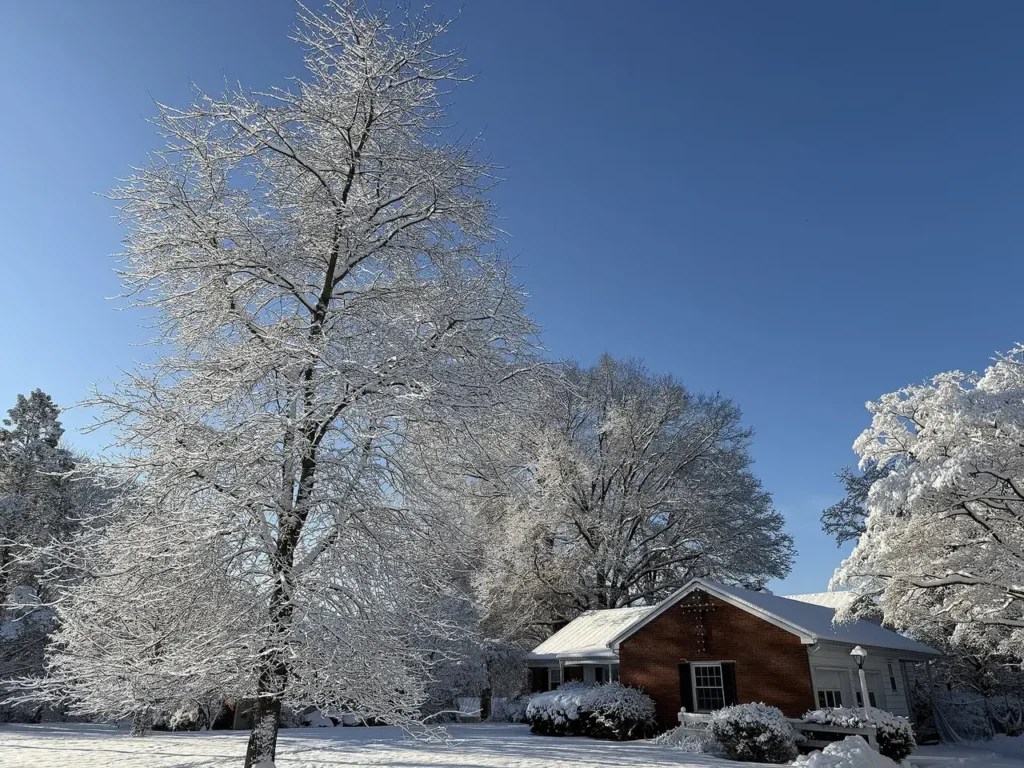 A red maple growing beside a house on a winter morning