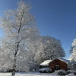 A red maple growing beside a house on a winter morning