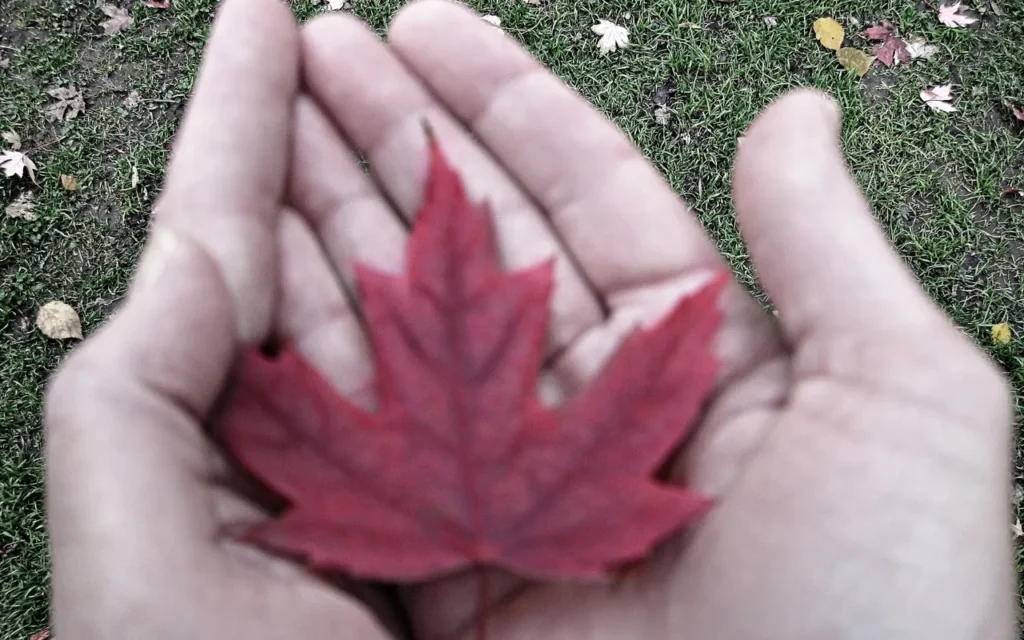 A red maple leaf held in two cupped hands