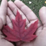 A red maple leaf held in two cupped hands