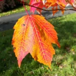 A red maple leaf turning orange and red in autumn
