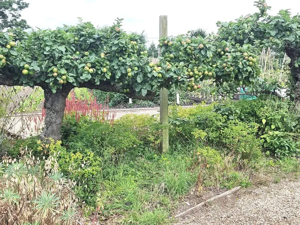 A row of espalier apple trees trained along a fence line