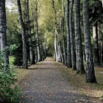 A row of white-barked birches along a park path