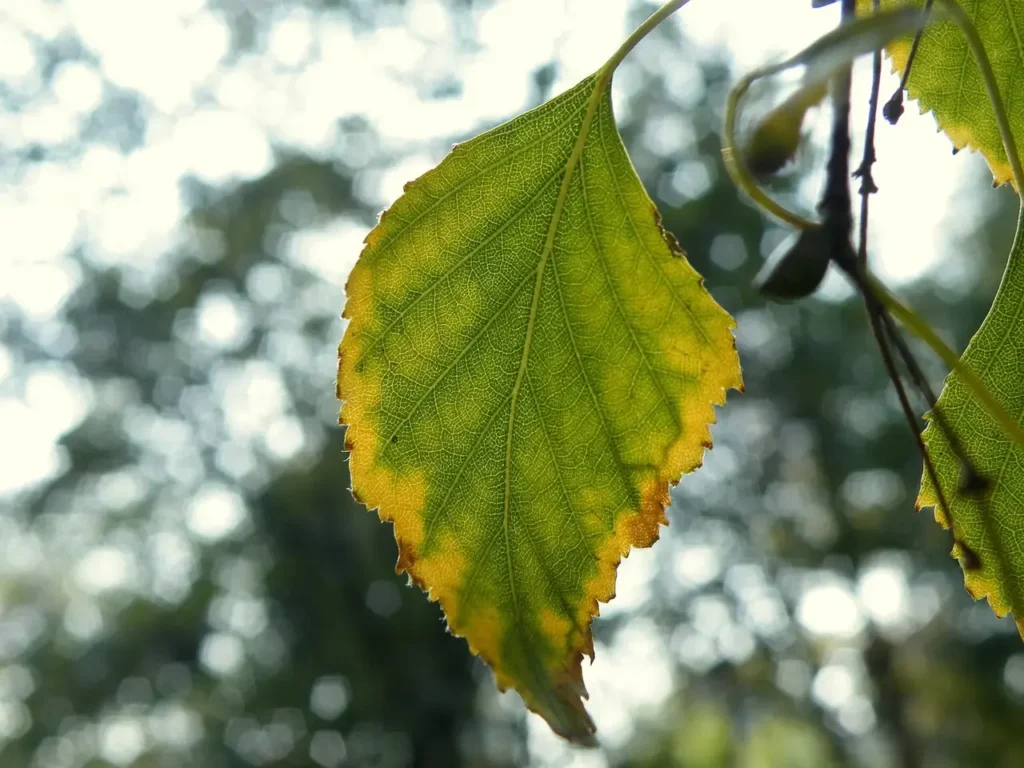 A silver birch leaf turning yellow in late summer