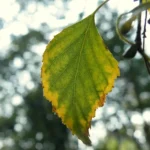 A silver birch leaf turning yellow in late summer