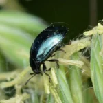 A small, metallic blue-black imported willow leaf beetle on a willow