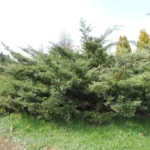 A spreading Pfitzer juniper in an arboretum