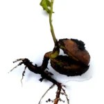 A sprouting oak acorn with its first root